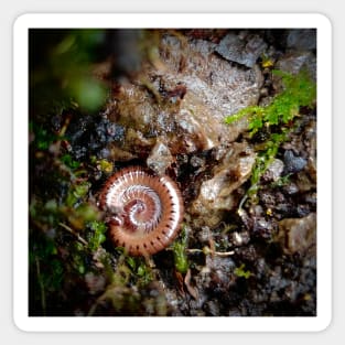 Sleepy Little Millipede Sticker